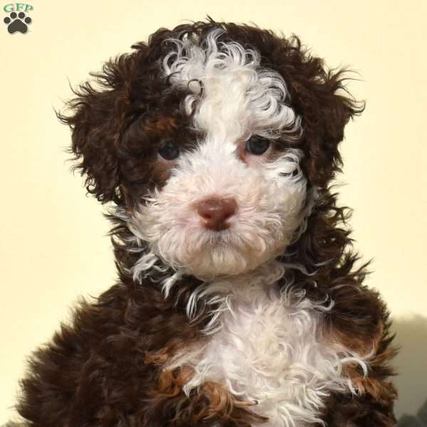 Robin, Mini Bernedoodle Puppy
